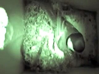 Japanese great tit: nest making in progress