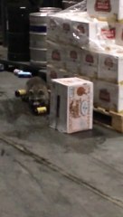 Drunk Raccoon Found In Beer Warehouse