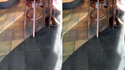 Cockroach Invasion @ Starbucks El Paso Texas by UTEP