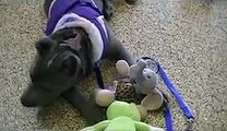 Smokey---3 Mo Old Abused Pit Bull Puppy