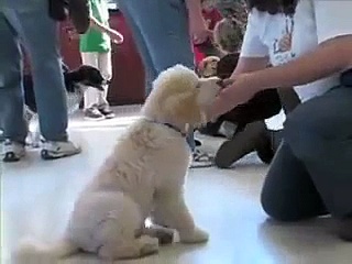 Puppy Training – SIRIUS Berkeley Puppy 1 (3.1)