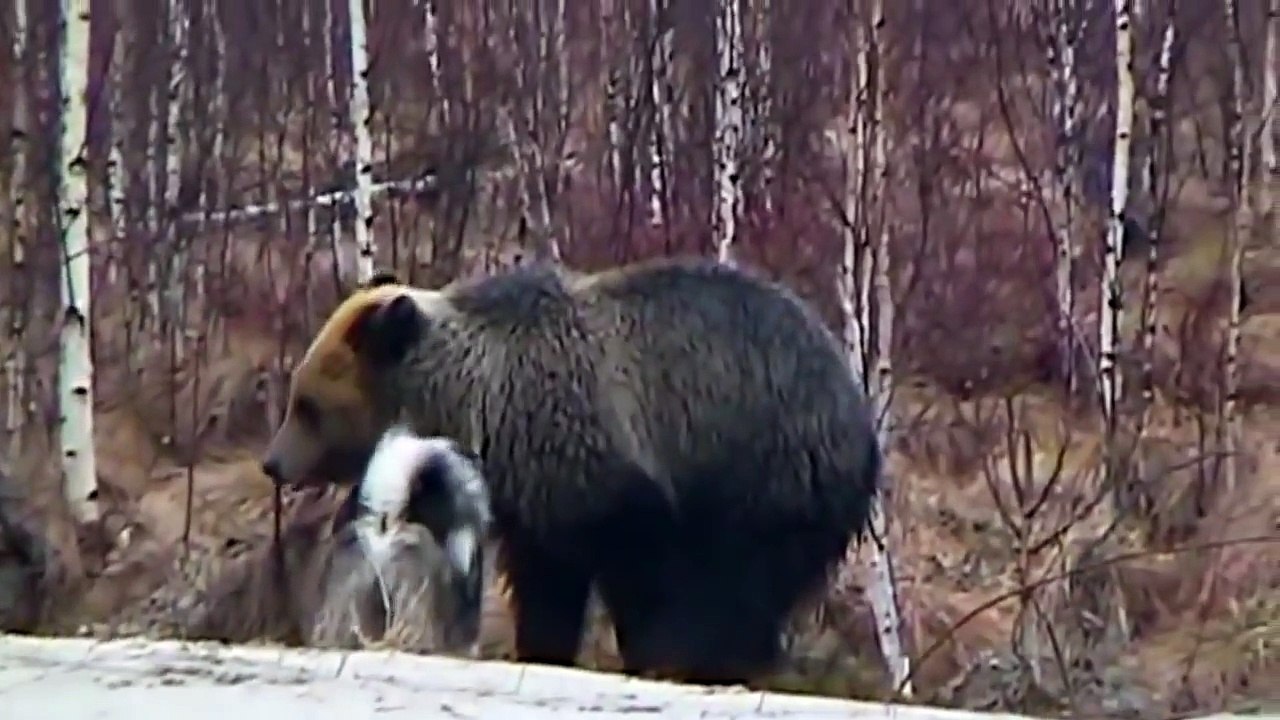 Dog vs. bear. Aggressive negotiations. Funny bear
