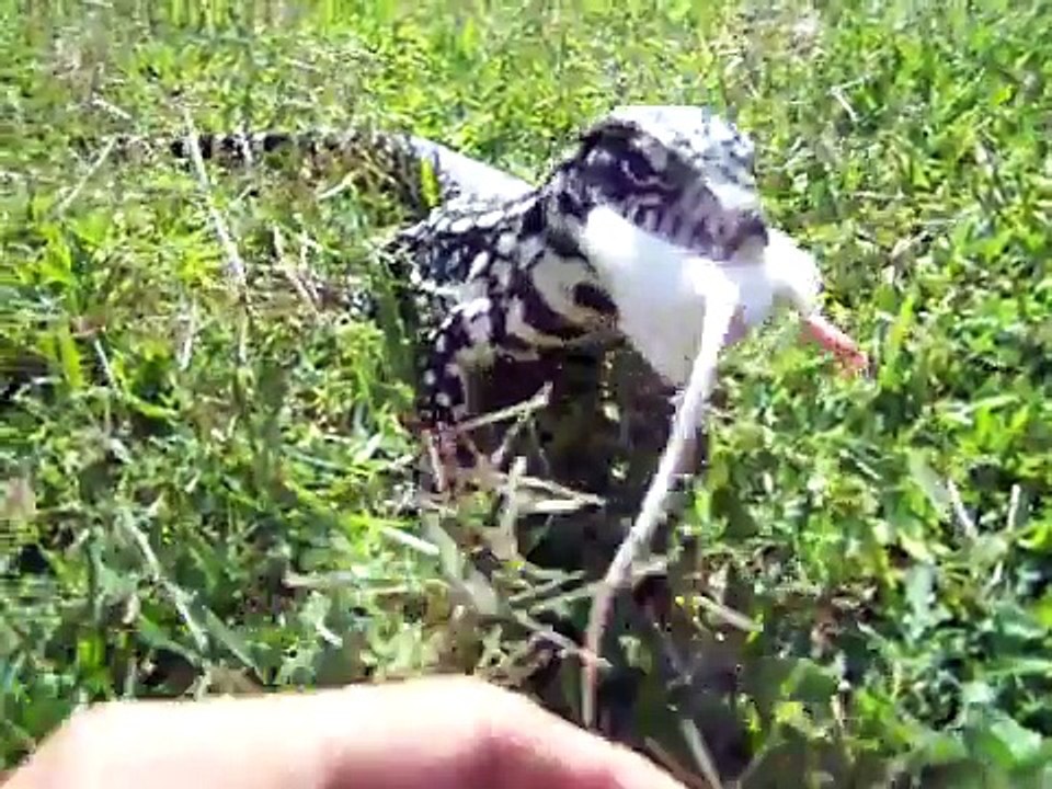Chongo eating a mouse.
