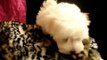 Teacup Toy Maltese Maltipoo Morkie Yorkie Poodle Pom puppies for sale in Los Angeles CA New York NY