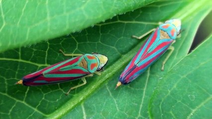 Red-banded Leafhoppers (Cicadellidae: Graphocephala coccinea) Making Honeydew