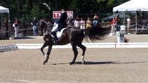 Dressage, horses competing for the Olympics