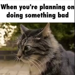 What is wrong with this cat--