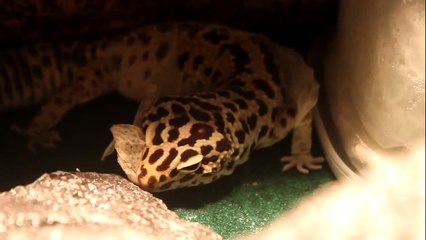 Shedding Leopard Gecko!