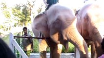 ช้างเผือก ทัวร์พม่า พม่า