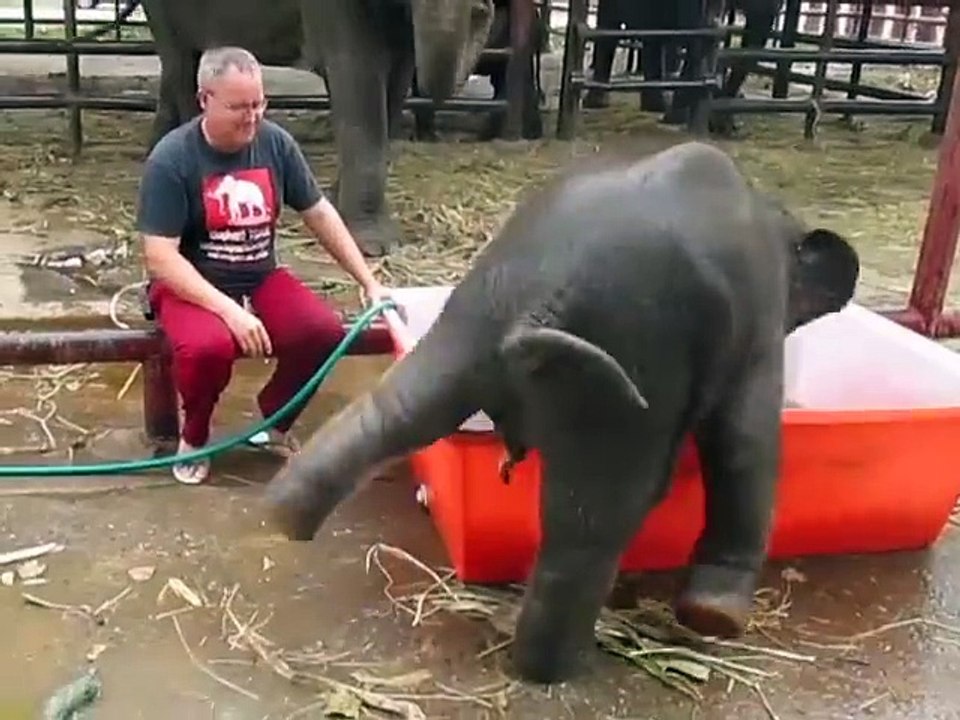 Baby Elefant
