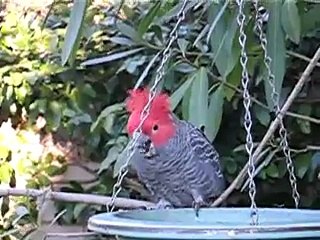 Gang-Gang: Nature's Unique Bird 🦜