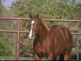 SOLD -American Quarter Horse Mare, Reining, Roping, Ranch, Western