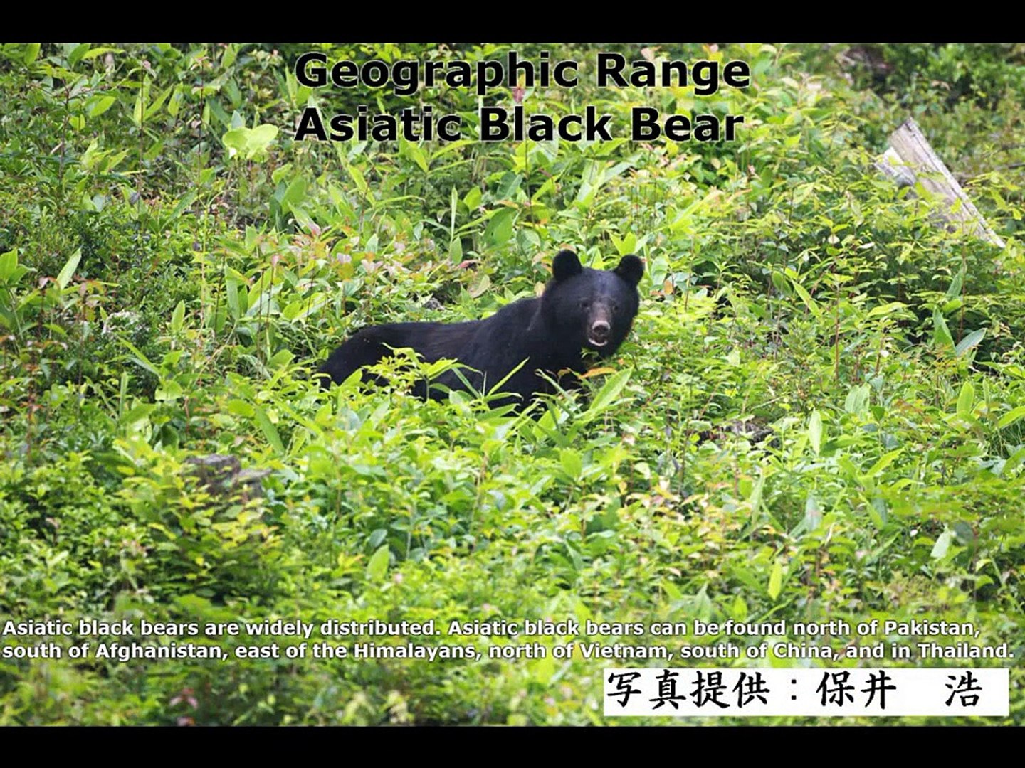 Asiatic Black Bear , Sloth Bear & Sun Bear - The Differences