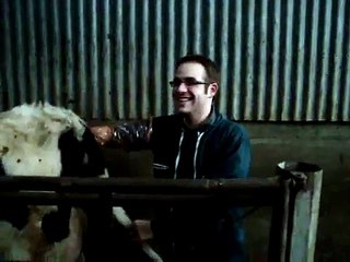 Pat le bras dans le cul d'une vache normande