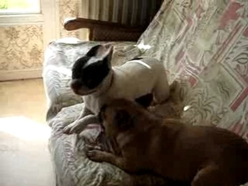 délire de bouledogue