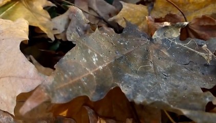 FLY IQ4511 Tornado Kamera İncelemesi