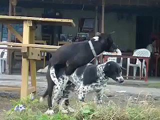 dogy style