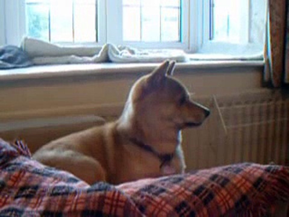 Azuki, the shiba inu, howls