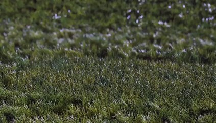 After Effects Project Files - Bouncy Grass Ball Logo Reveal - VideoHive 9280907