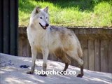 Especies de Lobos en el mundo