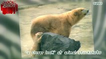 Animal Stockshots - Polar Bear & baby - IJsbeer & baby