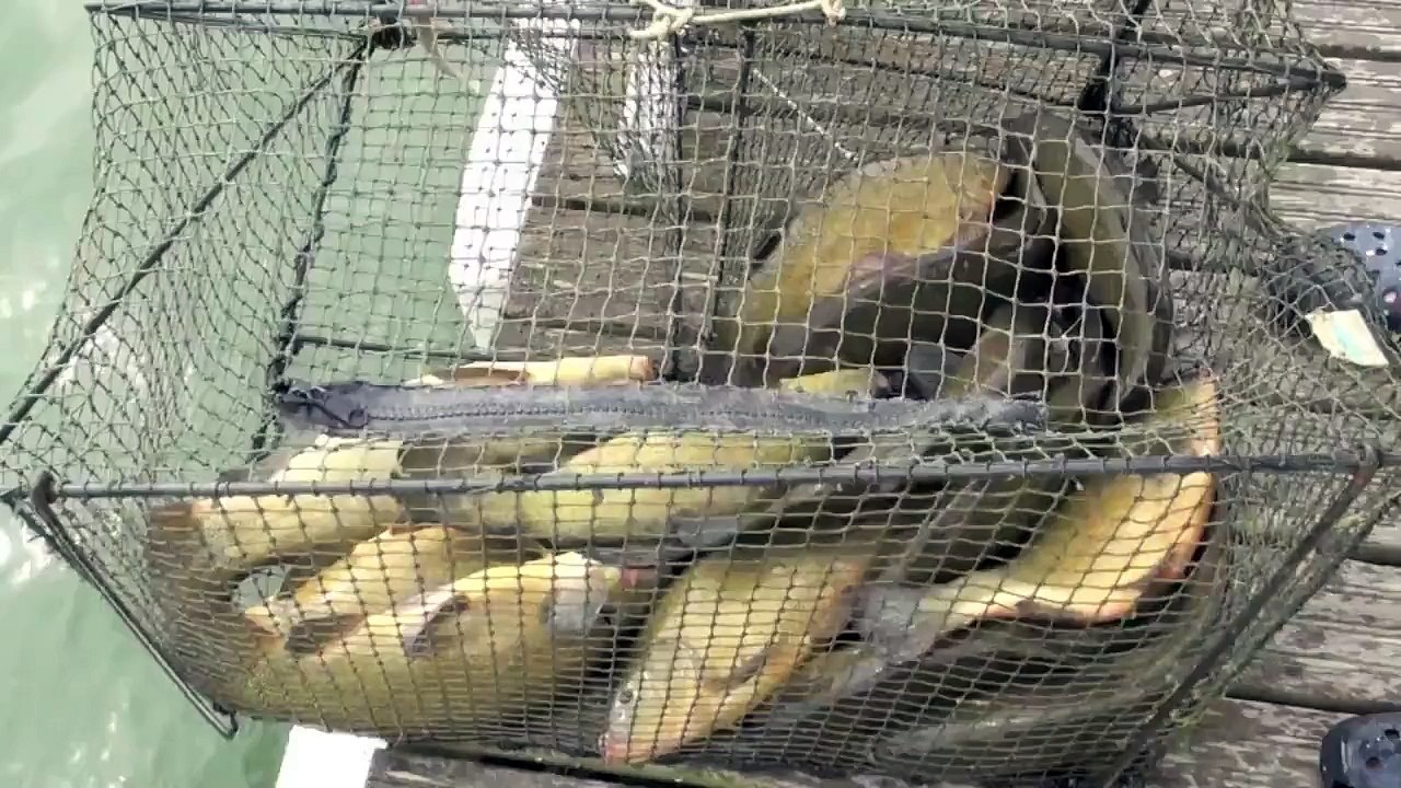 Tench