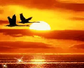 صوت جميل للشيخ ( حامد البلادي ) دعواتكم لي