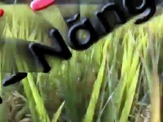 TVC PHÂN BÓN, PHÂN LÂN, NPK, PHÂN ĐẠM   NHẬN LÀM PHIM QUẢNG CÁO 0988707240