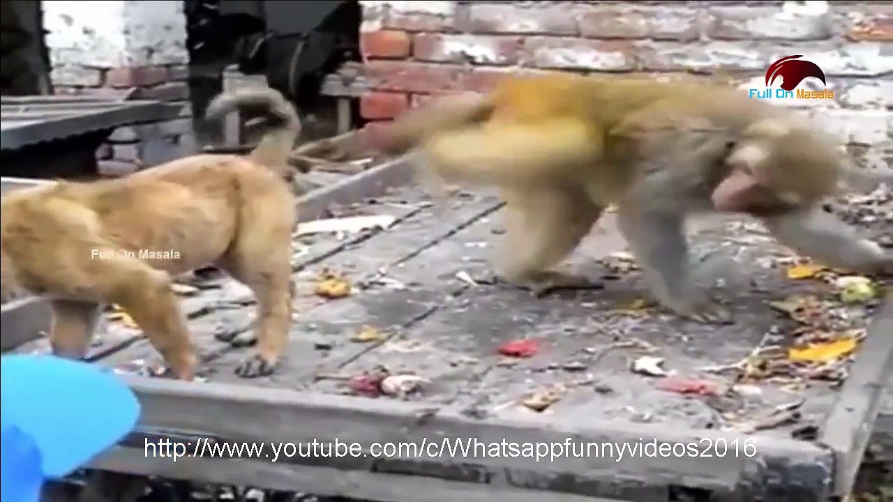 Whatsapp funny animal video | Monkey teasing dog