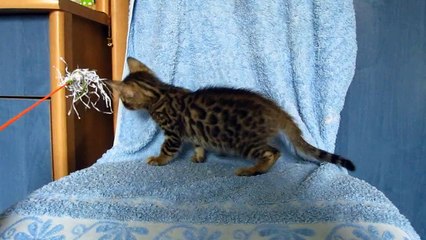 Бенгальский котик №1