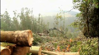 La gestión forestal sostenible