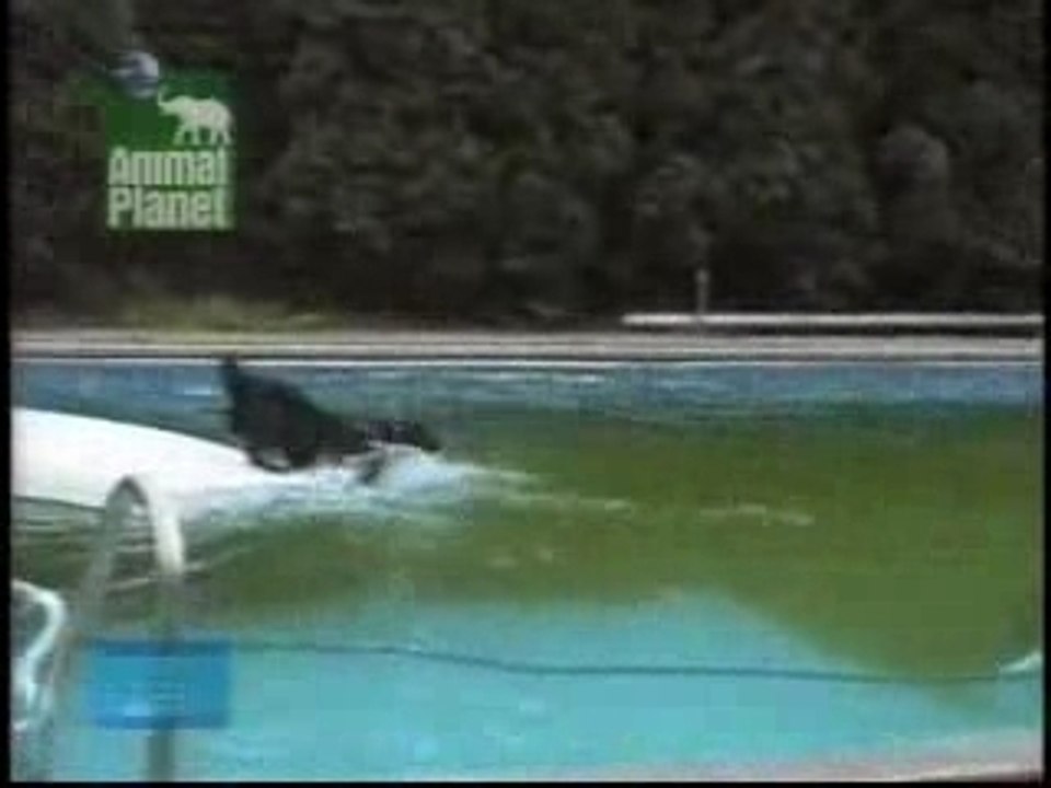 Ellen Degeneres and Dog In Pool