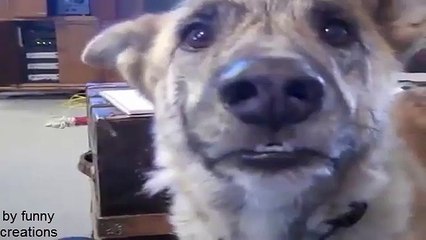 Ultimate Funny Dog tease-very funny-talking dog