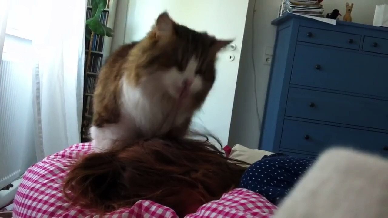 REAL Simon´s cat funny wake up