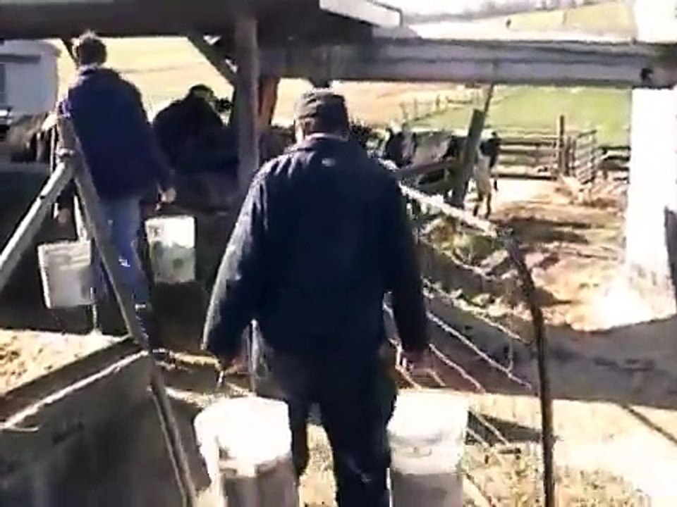 Milking Cows