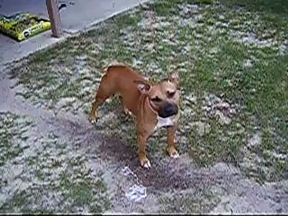 Fastest Dog on Earth