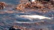 Treshnish Atlantic Grey Seals HD