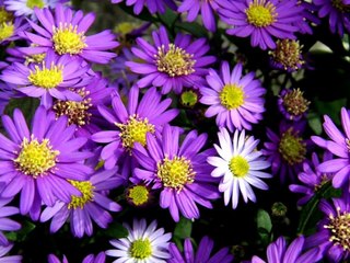 「大楠公」創価合唱団 SGI