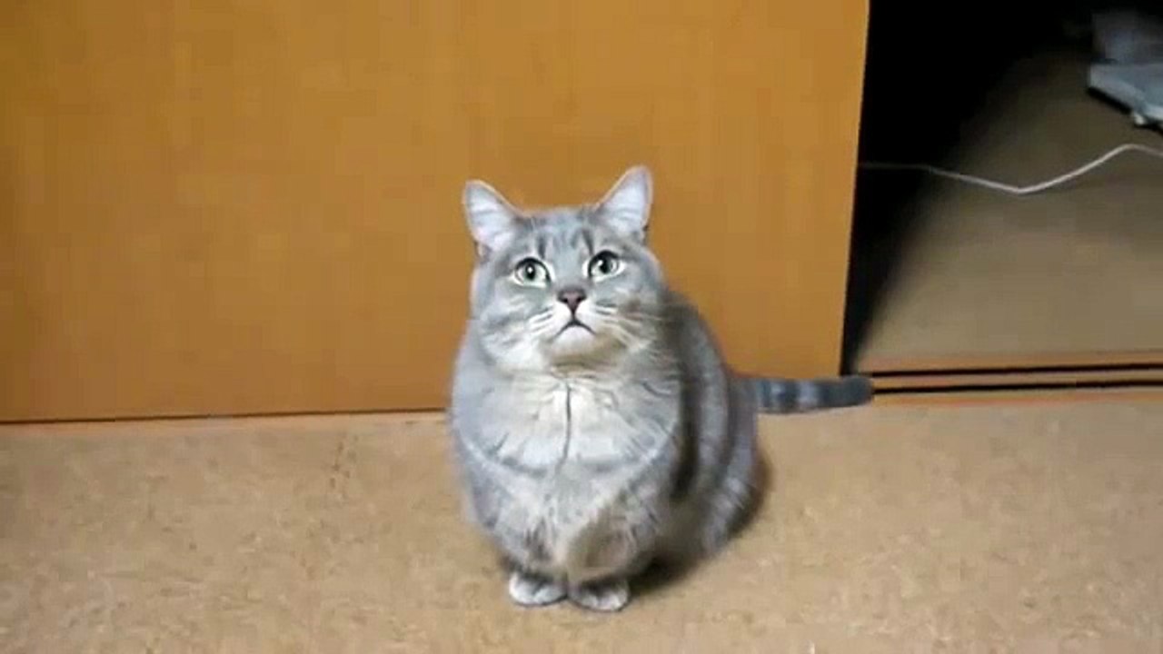 Chú mèo dễ thương nhất  kute cat :D