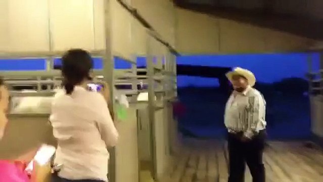 male horses going crazy for that one female horse