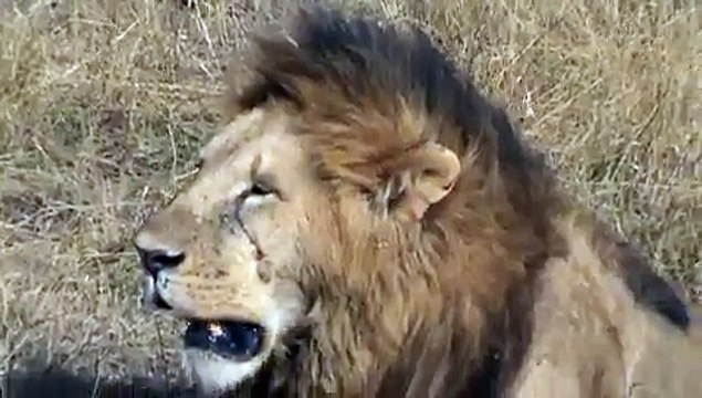 IMPRESIONANTES DIENTES DE LEON EN MASAI MARA, AWESOME TEETH OF LEON, SAFARI KENIA SEPTIEMBRE 2009