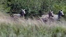 National Geographic Documentary Wild Animals attack National Geographic Animals ✔ ► P.2