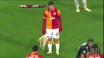 Chiots Interruption match de football turc de Galatasaray et entre Aalen