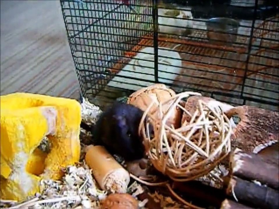 [HD] Gerbil Montage