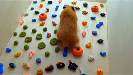 ハムスターのフリーソロクライミング My Hamster=Free Solo Climber
