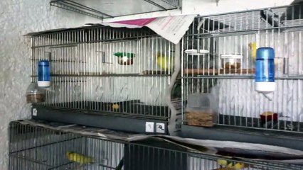 AVIARIO SANTA TERESITA CANARIOS MALINOIS MEXICO