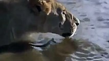Lion Vs Crocodile | Battle of Lions and Crocodiles In Water | EXCLUSIVE..!!!