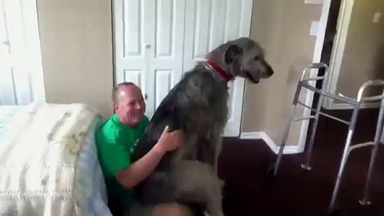 Irish Wolfhound Are Lap Dogs Too!