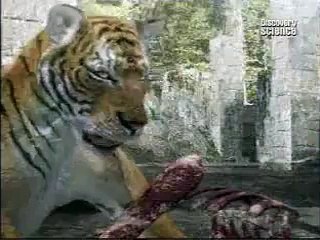 Lion vs Tiger (animal face off)