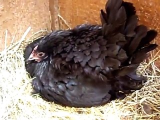 My Broody Hen is hatching eggs RIGHT NOW!!!  =D  =D  =D